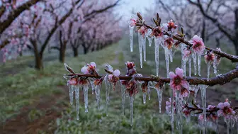 Adana'da zirai don alarmı: Çiftçiler için kritik günler başladı!