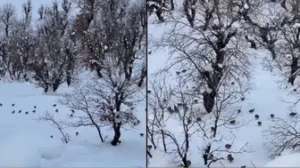 Hakkari’de Geçitli köyünde onlarca keklik köye indi