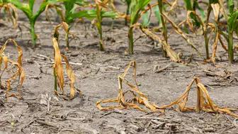 Başkan Fatih Köse: Gediz Havzası alarm veriyor!