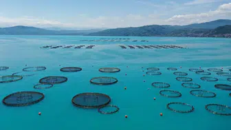 Ordu'nun ağ kafeslerinde 6 bin ton balık üretildi