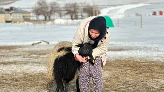 Van'da annesi öldükten sonra sahip çıkarak büyüttüğü koyunla arkadaş oldu