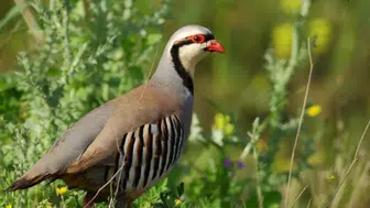 Van'da kınalı keklik avlayan kişiye 87 bin 303 lira para cezası kesildi