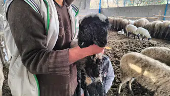 Hatay'da çift başlı ve dört gözlü kuzu 1 gün yaşadı