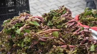 Askerlerin cesaret iksiri tezgaha indi : Sinop'un zılbıt mesaisi başladı