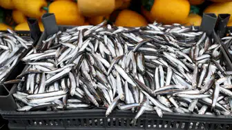 Trakya'da hamsi bolluğu yaşanıyor