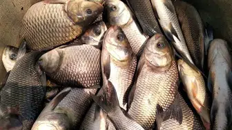 Ramazan ayında sazan balığı talebi neden arttı ve fiyatları ne durumda?