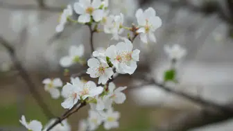 Mersin'de seralarda erik ağaçları çiçek açtı