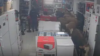 Batman’da kaçan inekler beyaz eşya mağazasına girdi
