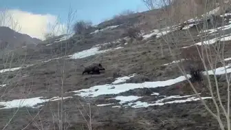 Erzurum'da yavru yaban domuzu sürüsünü kaybetti