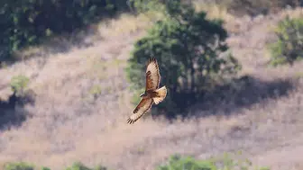 Yaralı 3 şahin yeniden doğaya salındı