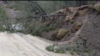 Amasya'da ormanlık alanda heyelan : Ağaçlar yola devrildi