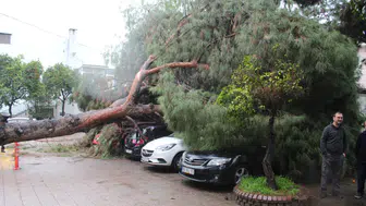 Aydın'da çam ağacı devrildi : 4 araç maddi hasara uğradı