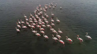 Büyükçekmece Gölü'nde flamingolar görüntülendi