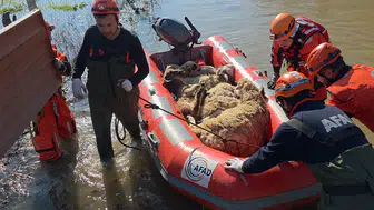 Edirne'de koyunlar risk altında kaldı, AFAD ekipleri kurtardı