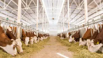 Kütahya Domaniç'te şap hastalığı : 15 köy karantinaya alındı