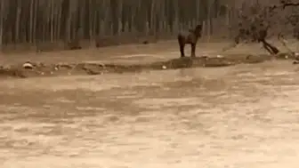 Mardin'de bir vatandaş selde mahsur kalan atını kurtardı