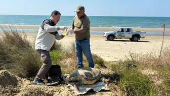 Kuşadası'nda bir haftada 7 deniz kaplumbağası öldü