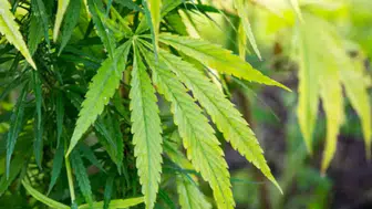 Hatay'da uyuşturucu operasyonu : Evinde kenevir yetiştiren şahıs yakalandı