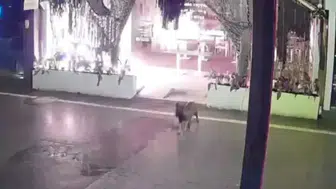 Kocaeli'de bir kafeyi kundaklayan 2 şüpheli Pendik'te yakalandı