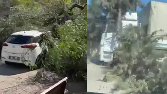 Adana'da rüzgar etkisi : Ağaçlar devrildi