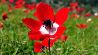 Baharın müjdecisi son cemre toprağa düştü