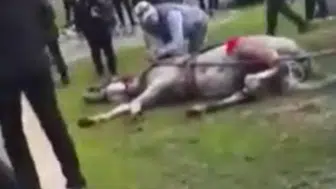 Adana’da atlara eziyet eden 2 şüpheli gözaltına alındı