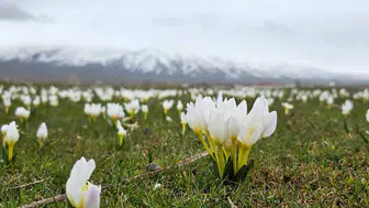 Bitlis'te kardelenler açtı : Eşsiz görüntüler oluştu