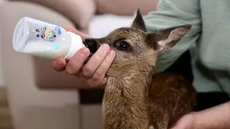 Kahramanmaraş'ta yavru karaca tedavi altına alındı