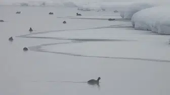 Kaz Gölü’nden kartpostallık manzaralar : Çaldıran'da kuş cenneti