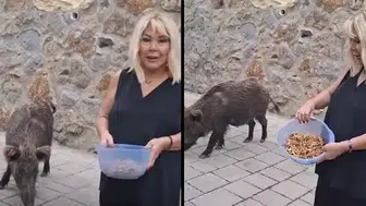 Şarkıcı Safiye Soyman Bodrum’daki evinin önüne gelen yaban domuzunu cevizle besledi