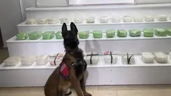 Van ve Hakkari’de jandarma operasyonu : 320 kg uyuşturucu ele geçirildi