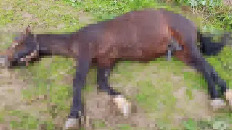 Şanlıurfa’da yıldırım isabet eden at telef oldu