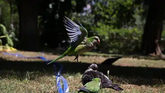 Denizli'de petshop baskını : Su kaplumbağası ve kaçak papağanlar ele geçirildi