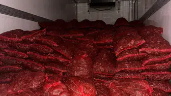 Bursa ve Balıkesir'de 10 ton kaçak midye ele geçirildi