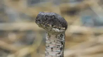 En zehirli türler arasında yer alıyor : Bolu’da ortaya çıktı