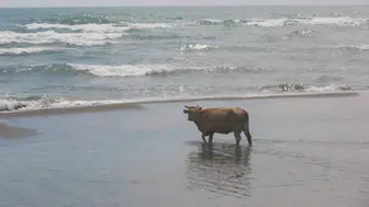 Sinop'ta denizden ölü inek çıktı !