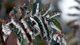 Ankara'da zirai don tehlikesi kapıda