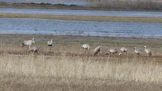 Sivas'ta karların erimesiyle oluşan geçici göletler kuşların yeni durağı oldu