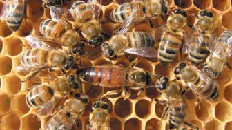 Muğla Datça'da arılar kovandan kaçtı : Vatandaşlar zor anlar yaşadı