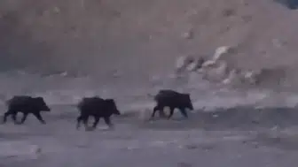Hakkari Yüksekova'da çok sayıda yaban domuzu görüldü