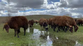 Ağrı’da çoban krizi : Sezonluk 120 bin TL maaşa rağmen besiciler eleman bulamıyor