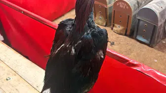 Alanya’da horoz dövüşü operasyonu : 11 kişiye 143 bin TL ceza