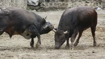 Artvin'de 31. Boğa Güreşi sezonu başladı : 104 boğa arenada