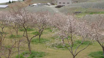 Malatya'da zirai don : Kayısı üreticileri önlem alıyor