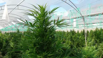 Antalya'da sera görünümlü uyuşturucu yuvası operasyonu : Uyuşturucu ve kök bitki ele geçirildi