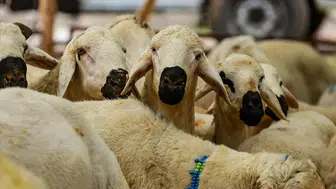 2026 Vekaletle kurban fiyatları açıklandı