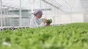 Samsun Bafra Sera OTB 4 milyar liralık üretim üssü oldu