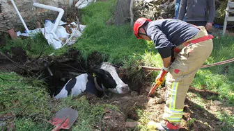 Mardin'de kuyuya düşen inek kurtarıldı