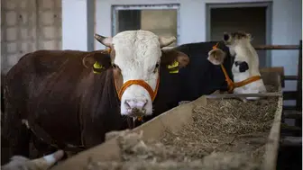 2026 Kurbanlık Fiyatları Ne Kadar? Edirne Ziraat Odası Açıkladı