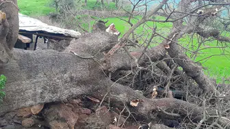 Hakkari'de ağaç devrildi : Ağıldaki 4 keçi telef oldu